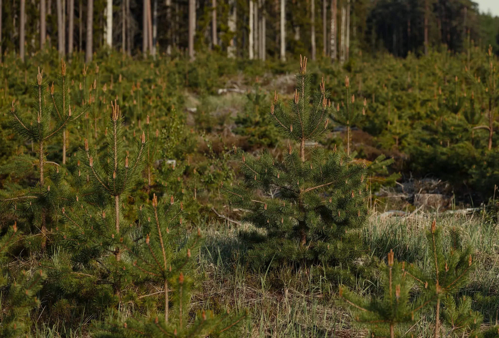 Young pines coming up through grass at the edge of a mature pine stand