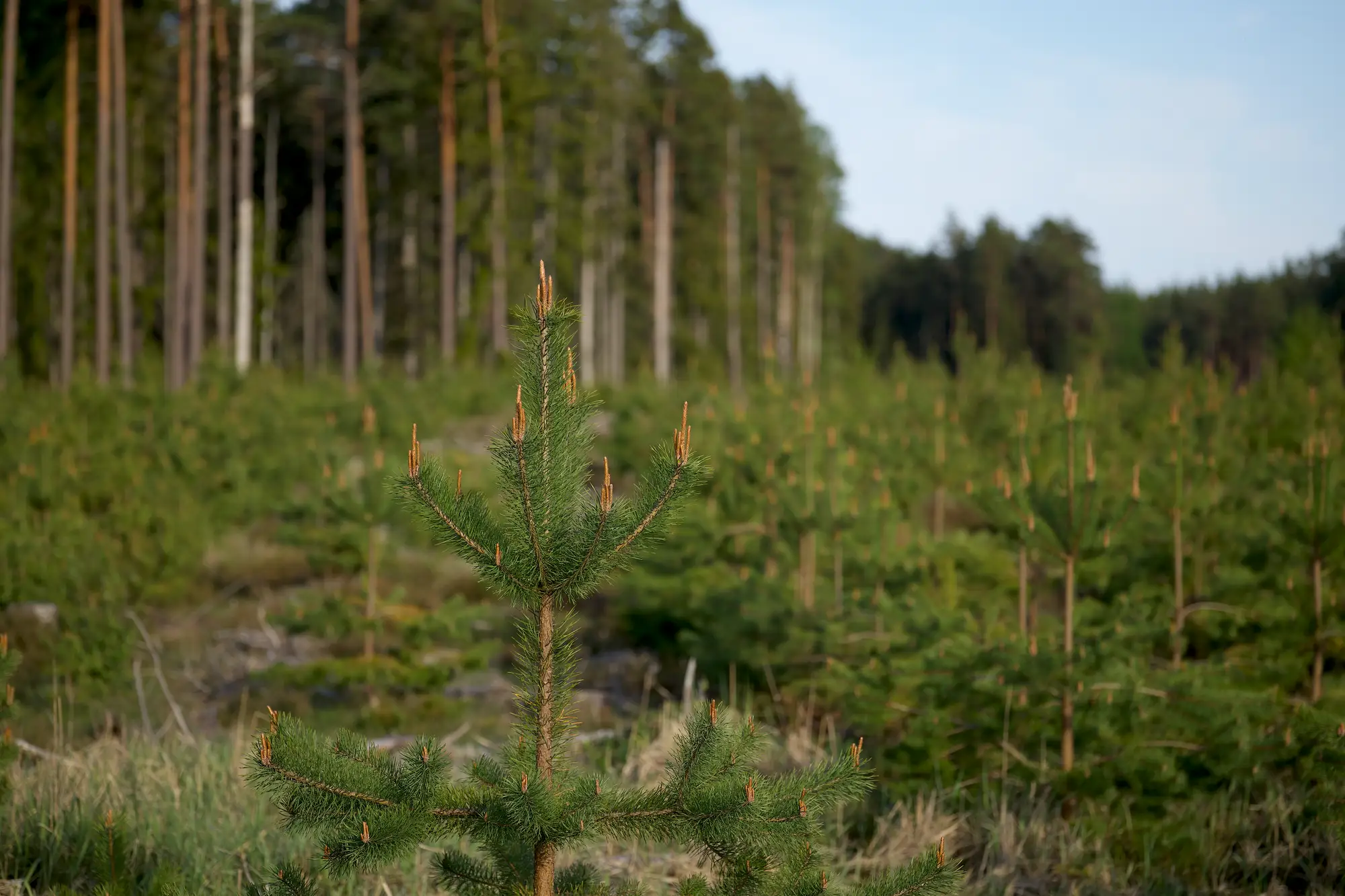A young pine planted on a cleared slope, with an older stand behind it